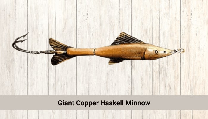 Giant Copper Haskell Minnow