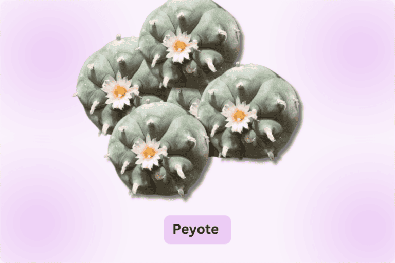 How Much Is Peyote Worth? (Legal Only in Several Countries)