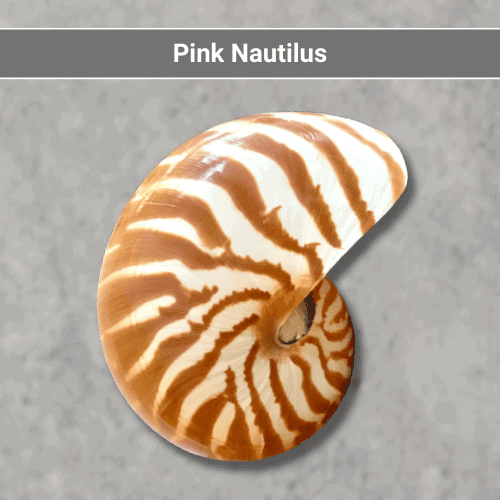 Pink Nautilus Shell