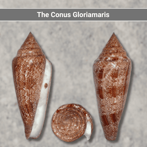 The Conus Gloriamaris