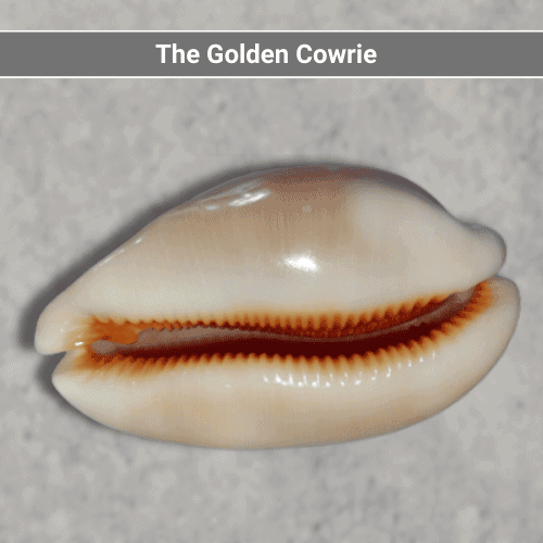 The Golden Cowrie
