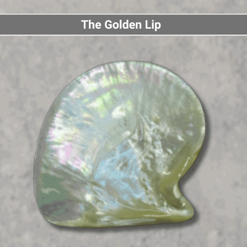 The Golden Lip Shell