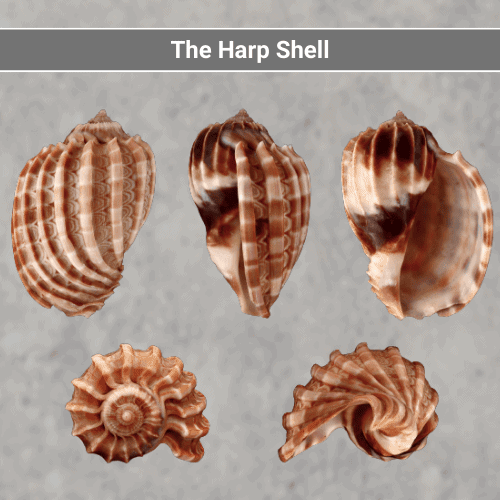 The Harp Shell