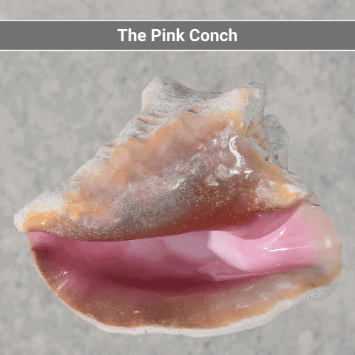 The Pink Conch