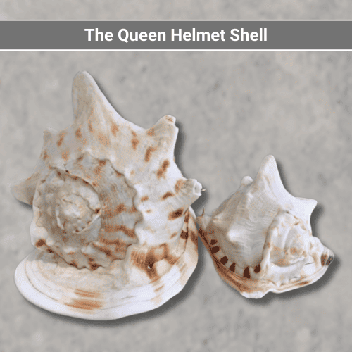 The Queen Helmet Shell
