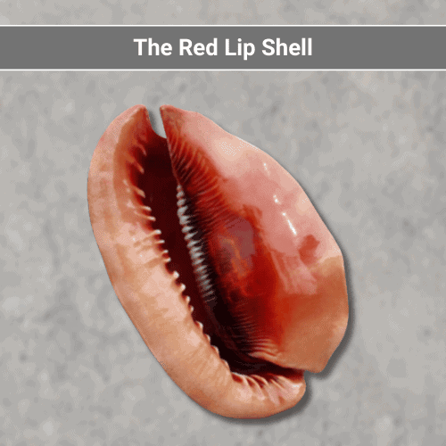 The Red Lip Shell