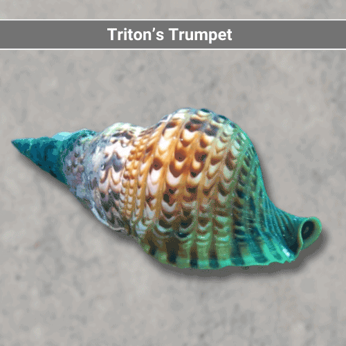 Triton’s Trumpet Shell
