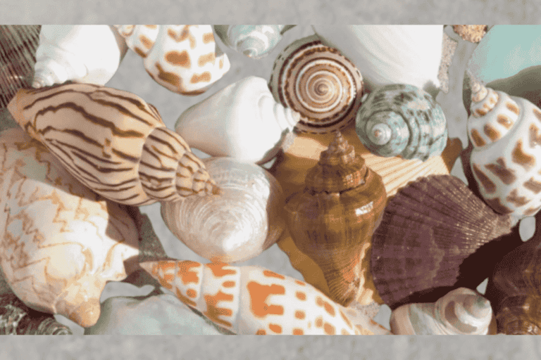 The Most Valuable Seashells (Rarest Costs $1000+)